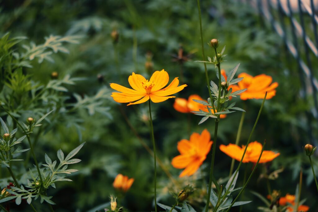 Bright orange flowers bloom vibrantly in lush green surroundings in an outdoor garden.